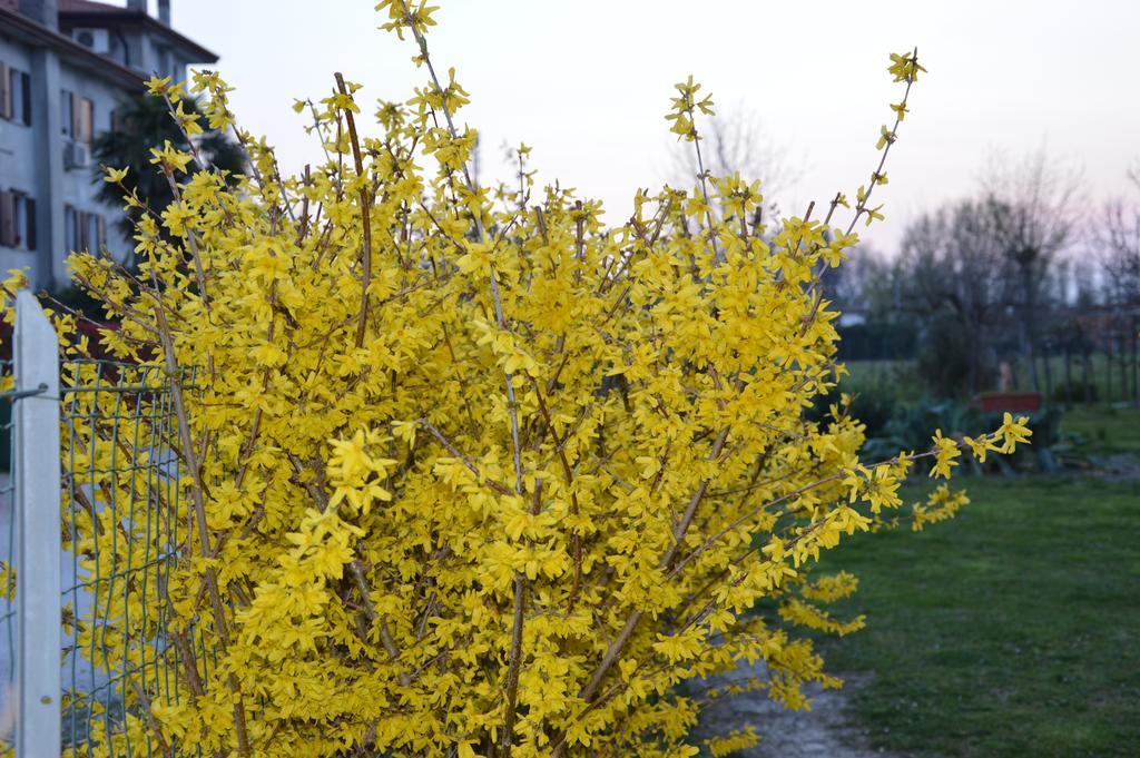 Appartamento Casa Della Nonna Noventa di Piave Exterior photo